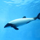 イロワケイルカ（鳥羽水族館）