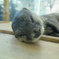 コツメカワウソ（鳥羽水族館）