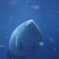 アフリカマナティー（鳥羽水族館）