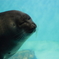 ゴマフアザラシ（鳥羽水族館）