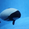 イロワケイルカ（鳥羽水族館）