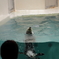 ラッコ（鳥羽水族館）