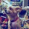 主を待ってる犬