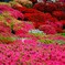 去年のツツジです^_^;
