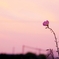 薄紅に染まる時間