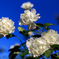 FourRoses