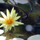 Miss water Lily.
