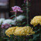 街は、どこもかしこも菊だらけ・・