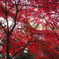 御岳山の紅葉 赤