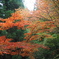 御岳山の紅葉 色とりどり