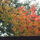 御岳山の紅葉 ほんのり