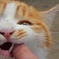 甘噛みにゃ〜(,,ΦωΦ,,)