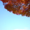秋空