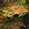 水と紅葉