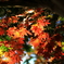 光紅葉