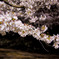 夜桜
