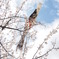 桜を泳ぐ鯉のぼり