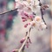 桜＠上野公園