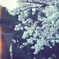 桜＠上野公園　２