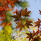 可愛く紅葉