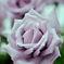 青い薔薇