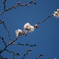 十月桜