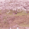 桜の木の下で