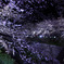 夜桜お七
