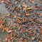 20151101-154951-DSC06726-HDR-1