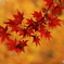 紅葉真っ盛り