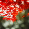 Momiji leafs