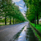 green road　Ⅱ