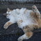 ねころりころり