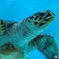 美ら海水族館より