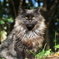 野良猫