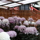 Chrysanthemum