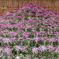 Chrysanthemum