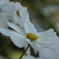 秋桜