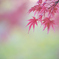 イロヅイテ