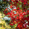 そろそろ紅葉