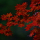 朱