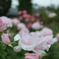 中之島 薔薇公園⑤