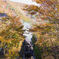紅葉を駆け抜ける