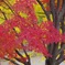 秋紅葉