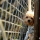 ハマり犬。
