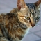 Cat eye