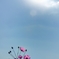 太陽に向かって咲く花はⅡ