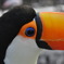 左腕に鳥、片手で撮り。