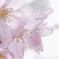 ２０１０春サクラ