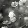 コスモス＊monochrome